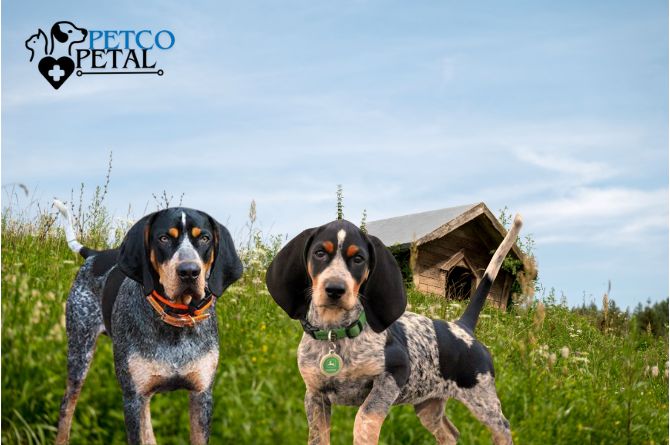 Bluetick Coonhound dog breed 