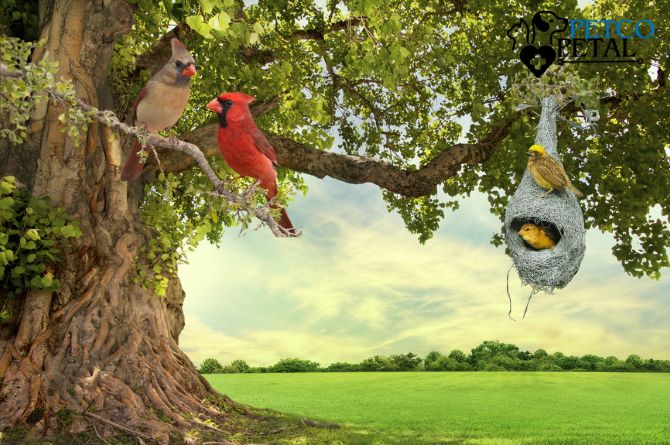 Common Birds and Their Nesting Seasons