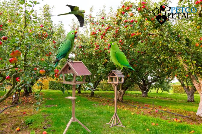 Essential Bird Care Tips and Tricks for Beginners