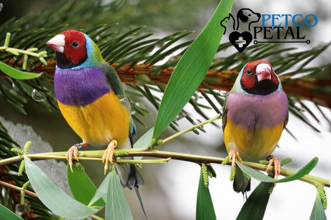 Expert Advice in Choosing Bird Breeding Pairs