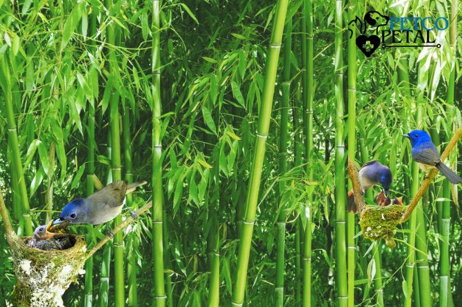 How to Support Birds During Nesting Season
