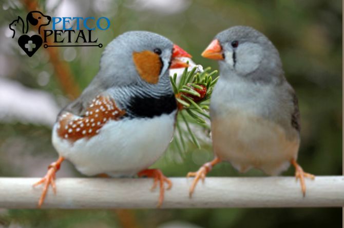 How to choose bird breeding pairs