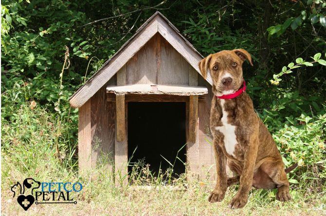 Plott Hound dog breed