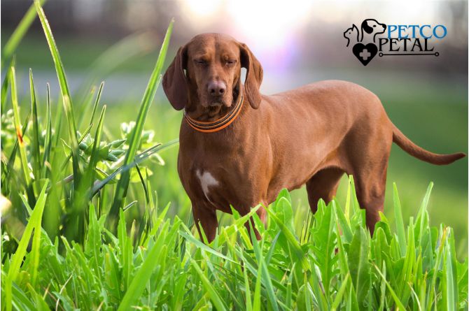 Redbone Coonhound dogt breed 