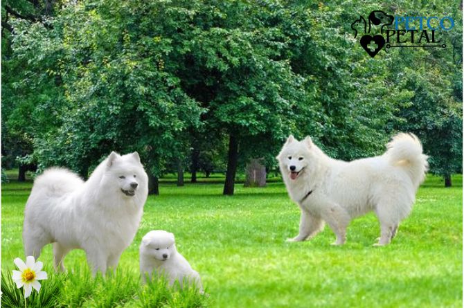 Samoyed