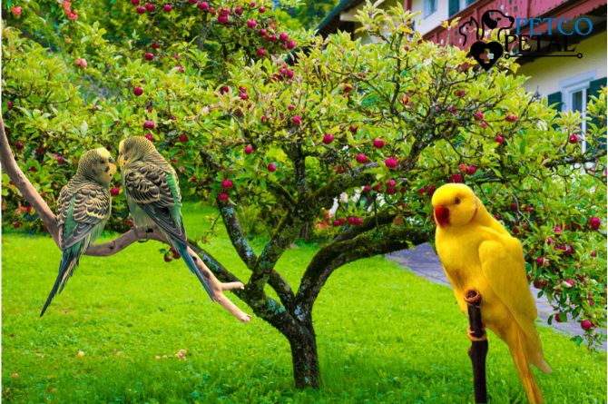 Troubleshooting Common Bird Care Issues