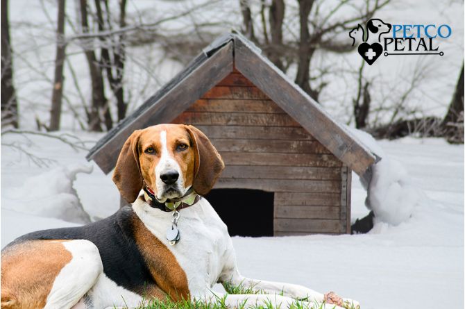 Walker Hound dog breed