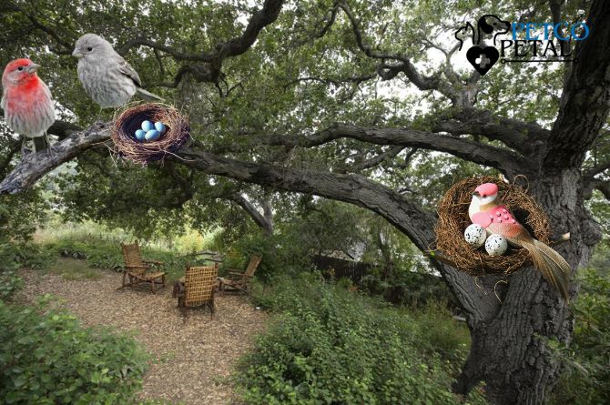 What is Nesting Season for Birds?
