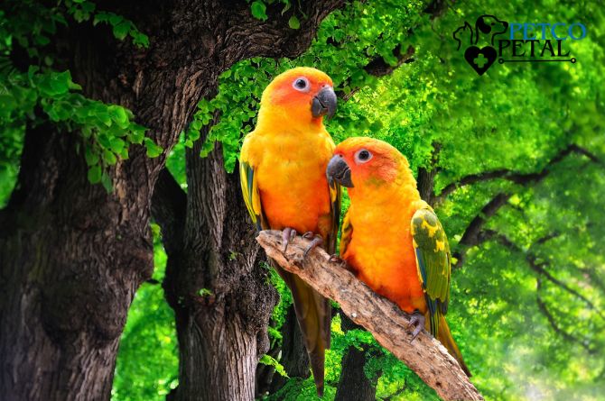 Best bird breeding setup for beginners