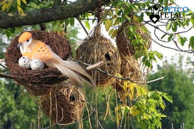 When is nesting season for birds 