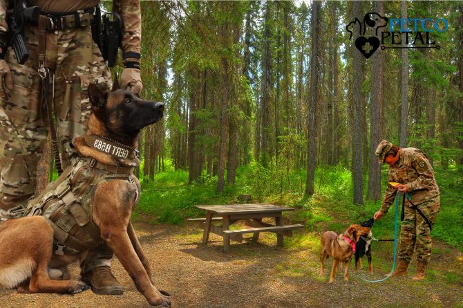 top 5 military dog breeds in usa