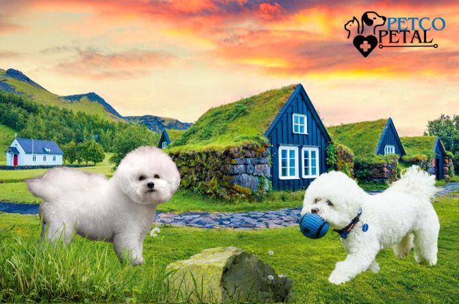 Bichon Frise