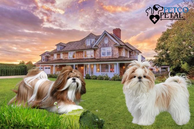 Shih Tzu