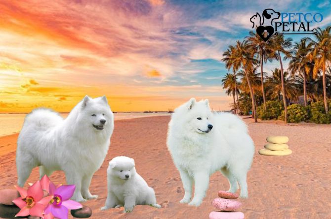 The Samoyed