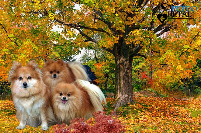 Top 5 Calm Small Dog Breeds